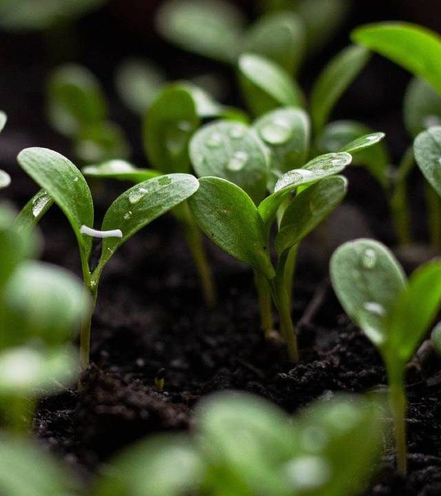 Young green seedlings with water droplets in fertile soil, reflecting Green Magnesium Resources' dedication to nurturing eco-friendly industrial processes.